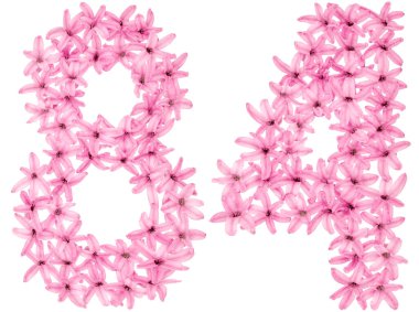 84 numara, 84, sümbülün doğal çiçeklerinden, beyaz arka planda izole edilmiş.