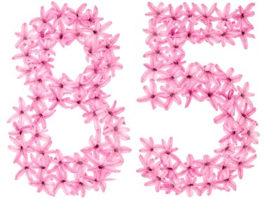 85 numara, 85, sümbülün doğal çiçeklerinden, beyaz arka planda izole edilmiş.