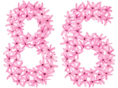 86 numara, 86, sümbülün doğal çiçeklerinden, beyaz arka planda izole edilmiş.