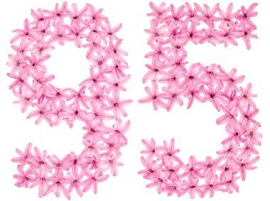 95 numara, 95, sümbülün doğal çiçeklerinden, beyaz arka planda izole edilmiş.