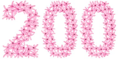 200, 200 numara, sümbülün doğal çiçeklerinden, beyaz arka planda izole edilmiş.