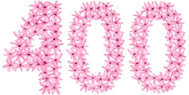 400, 400 numara, sümbülün doğal çiçeklerinden, beyaz arka planda izole edilmiş.