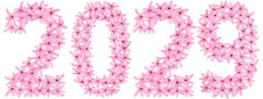 2029 yazıtları, sümbülün doğal çiçeklerinden, beyaz arka planda izole edilmiş.