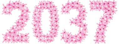 2037 yazıtları, sümbülün doğal çiçeklerinden, beyaz arka planda izole edilmiş.