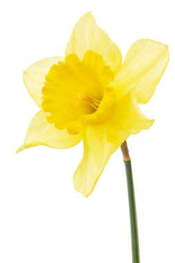 Sarı nergis çiçeği (narcissus), beyaz arkaplanda izole edilmiş