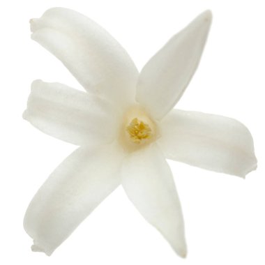 Sümbülün beyaz çiçeği, beyaz arkaplanda izole edilmiş.