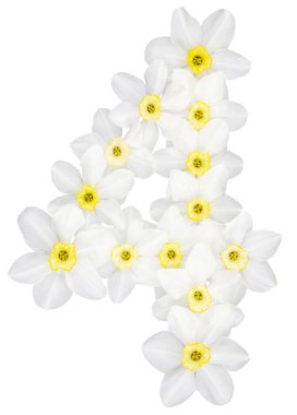 Daffodil 'in doğal beyaz çiçeklerinden (narcissus), beyaz arkaplanda izole edilmiş 4 numara, dört.