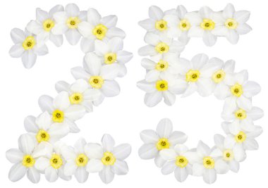 Daffodil 'in doğal beyaz çiçeklerinden (narcissus), beyaz arka planda izole edilmiş 25, 25 numara.