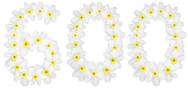 600, 600 numara, beyaz arka planda izole edilmiş, nergisin doğal beyaz çiçeklerinden (narcissus).
