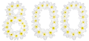 Daffodil 'in doğal beyaz çiçeklerinden (narcissus), beyaz arka planda izole edilmiş 800, 800 numara.