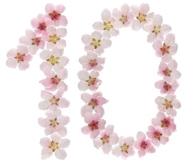 10 numara, 10 numara, şeftali ağacının doğal pembe çiçeklerinden, beyaz arka planda izole edilmiş.