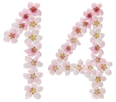 14 numara, 14, şeftali ağacının doğal pembe çiçeklerinden, beyaz arka planda izole edilmiş.