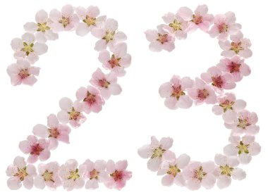 23 numara, 23 numara, şeftali ağacının doğal pembe çiçeklerinden, beyaz arka planda izole edilmiş.