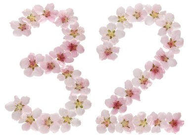 32, 32 numara, şeftali ağacının doğal pembe çiçeklerinden, beyaz arka planda izole edilmiş.