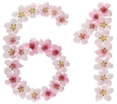 61 numara, 61 numara, beyaz arka planda izole edilmiş şeftali ağacının doğal pembe çiçeklerinden.