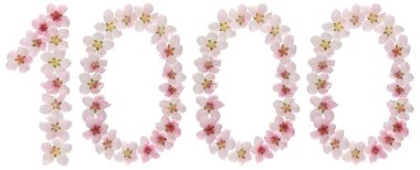 Beyaz arka planda izole edilmiş şeftali ağacının doğal pembe çiçeklerinden 1000 numara.