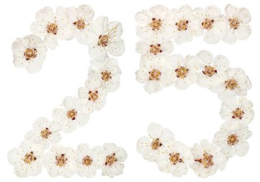25, 25 numara, kayısı ağacının doğal beyaz çiçeklerinden, beyaz arka planda izole edilmiş.
