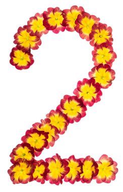 2 numara, Primula 'nın doğal çiçeklerinden, beyaz arka planda izole edilmiş.