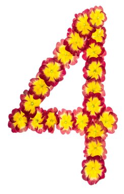 4 numara, Primula 'nın doğal çiçeklerinden, beyaz arka planda izole edilmiş.