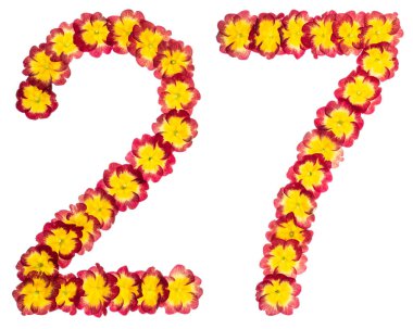 27 numara, 27 numara, primula 'nın doğal çiçeklerinden, beyaz arka planda izole edilmiş.