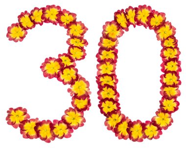 Primula 'nın doğal çiçeklerinden 30, 30 numara, beyaz arka planda izole edilmiş.