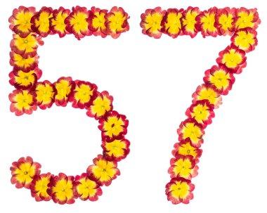 57 numara, 57, primula 'nın doğal çiçeklerinden, beyaz arka planda izole edilmiş.