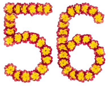 56 numara, 56, primula 'nın doğal çiçeklerinden, beyaz arka planda izole edilmiş.