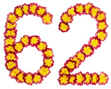 62 numara, 62, primula 'nın doğal çiçeklerinden, beyaz arka planda izole edilmiş.