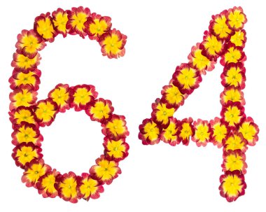 64 numara, 64, primula 'nın doğal çiçeklerinden, beyaz arka planda izole edilmiş.