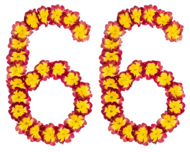 66 numara, 66, primula 'nın doğal çiçeklerinden, beyaz arka planda izole edilmiş.