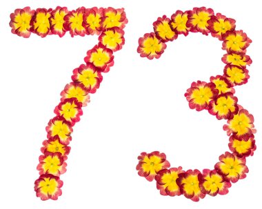 73 numara, 73, primula 'nın doğal çiçeklerinden, beyaz arka planda izole edilmiş.