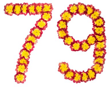 79 numara, 79, primula 'nın doğal çiçeklerinden, beyaz arka planda izole edilmiş.