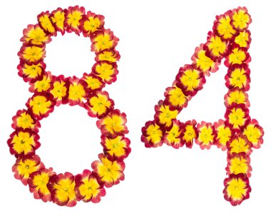 84 numara, 84, primula 'nın doğal çiçeklerinden, beyaz arka planda izole edilmiş.