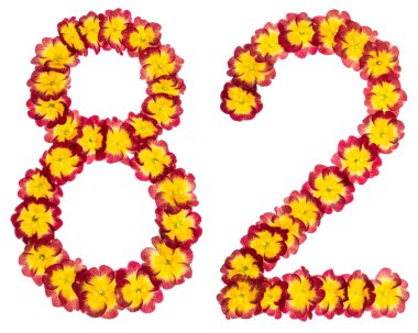 82 numara, 82, primula 'nın doğal çiçeklerinden, beyaz arka planda izole edilmiş.