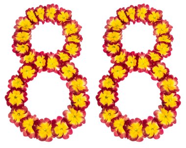 88 numara, 88, primula 'nın doğal çiçeklerinden, beyaz arka planda izole edilmiş.