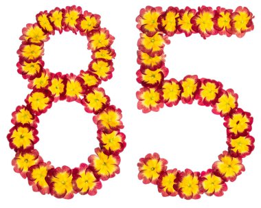 85 numara, 85, primula 'nın doğal çiçeklerinden, beyaz arka planda izole edilmiş.