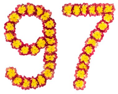 97 numara, 97 numara, primula 'nın doğal çiçeklerinden, beyaz arka planda izole edilmiş.