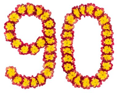90, 90, 99, primula 'nın doğal çiçeklerinden, beyaz arka planda izole edilmiş.