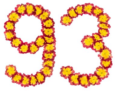 93 numara, 93, primula 'nın doğal çiçeklerinden, beyaz arka planda izole edilmiş.