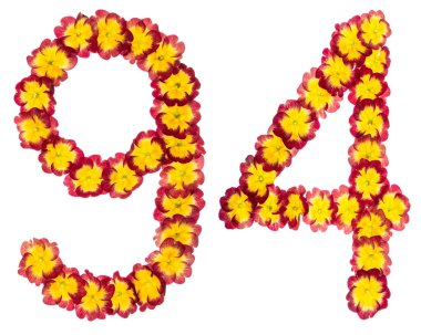 94 numara, 94 numara, primula 'nın doğal çiçeklerinden, beyaz arka planda izole edilmiş.