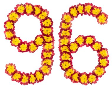 96 numara, 96 numara, primula 'nın doğal çiçeklerinden, beyaz arka planda izole edilmiş.