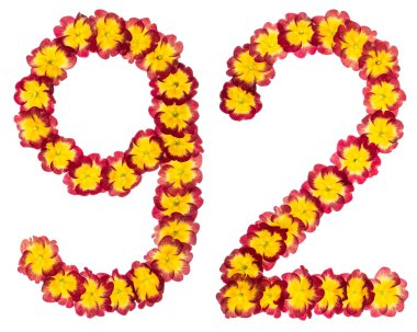 92 numara, 92 numara, primula 'nın doğal çiçeklerinden, beyaz arka planda izole edilmiş.