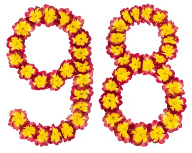 98 numara, 98, primula 'nın doğal çiçeklerinden, beyaz arka planda izole edilmiş.