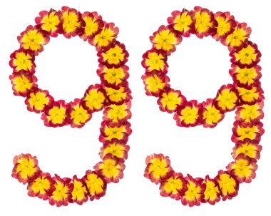 99 numara, 99 numara, primula 'nın doğal çiçeklerinden, beyaz arka planda izole edilmiş.