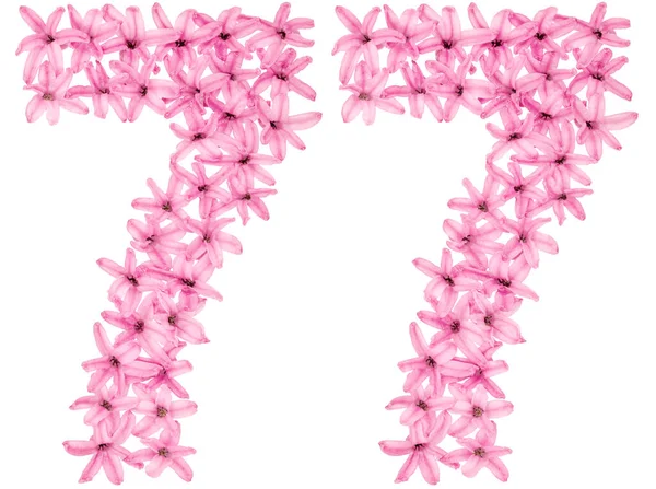 Numeral Seventy Seven Natural Flowers Hyacinth Isolated White Background — Stock Photo, Image