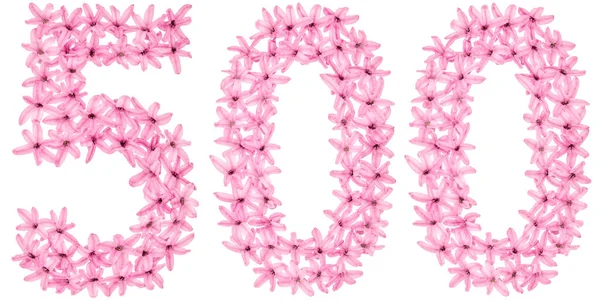 500 numara, 500, sümbülün doğal çiçeklerinden, beyaz arka planda izole edilmiş.