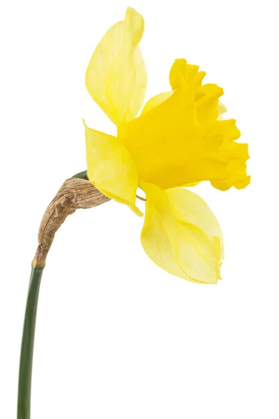 Fiore Narciso Giallo Isolato Fondo Bianco — Foto Stock