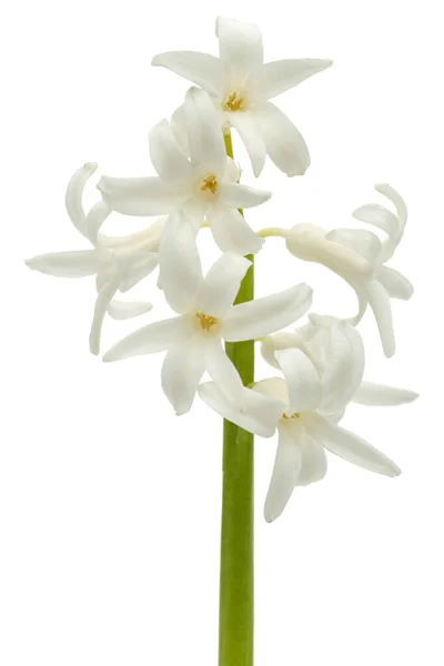 Flor Branca Jacinto Isolada Sobre Fundo Branco — Fotografia de Stock
