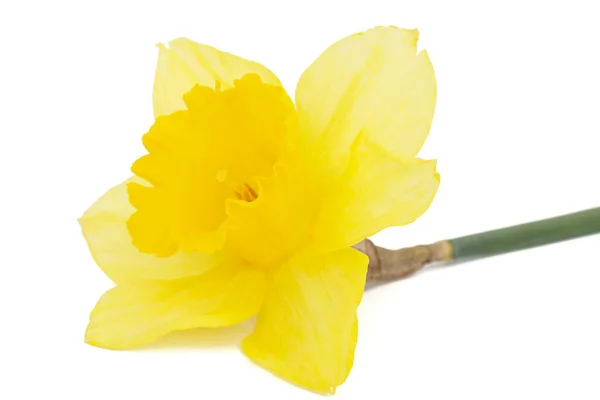 Blomma Gul Påsklilja Narcissus Isolerad Vit Bakgrund — Stockfoto