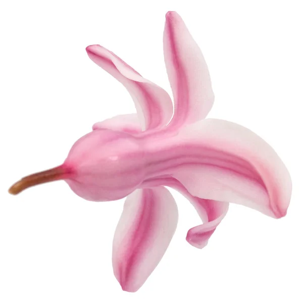 Rosa Blomma Hyacint Isolerad Vit Bakgrund — Stockfoto